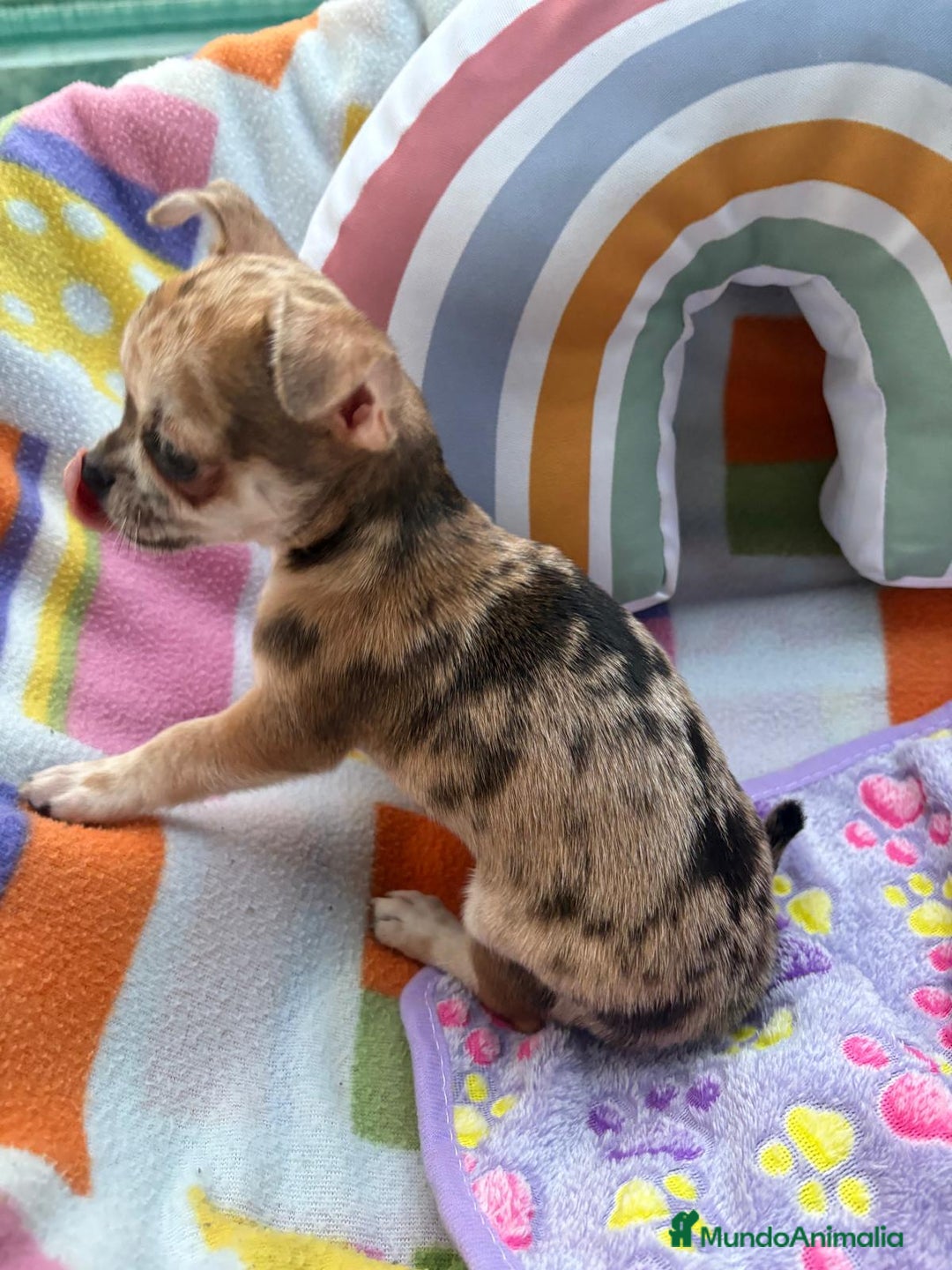 Chihuahua perros en venta: Chihuahua Machito merle toy - Imagen 3