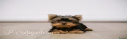 Yorkshire Terrier perros en venta: Camada Yorkshire Terrier  - Anuncio 9