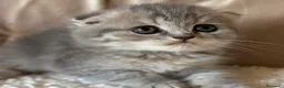 Scottish Fold gatos en venta: Scottish Fold - Anuncio 4