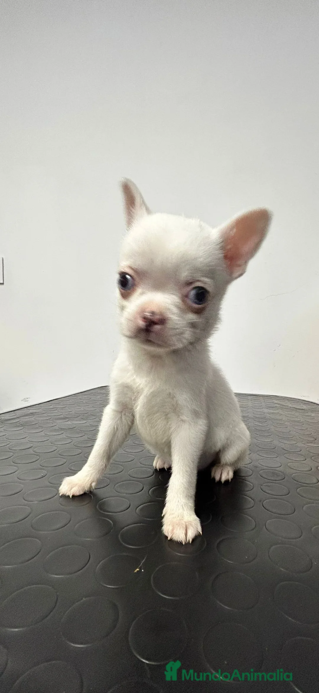 Chihuahua perros en venta: Chihuahua miniatura  - Anuncio 1