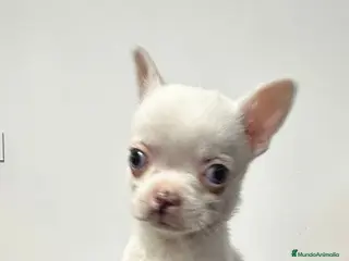 Chihuahua perros Chihuahua miniatura - Anuncio 2