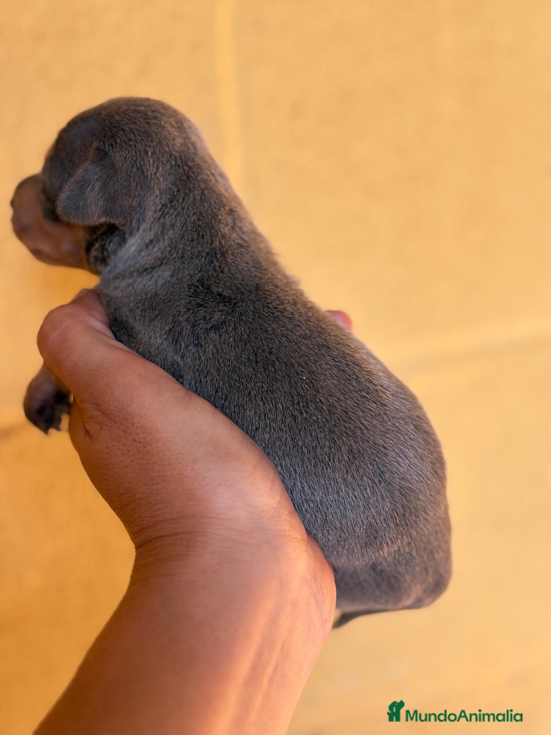 Pinscher Miniatura perros en venta: Pinscher miniatura  - Imagen 11