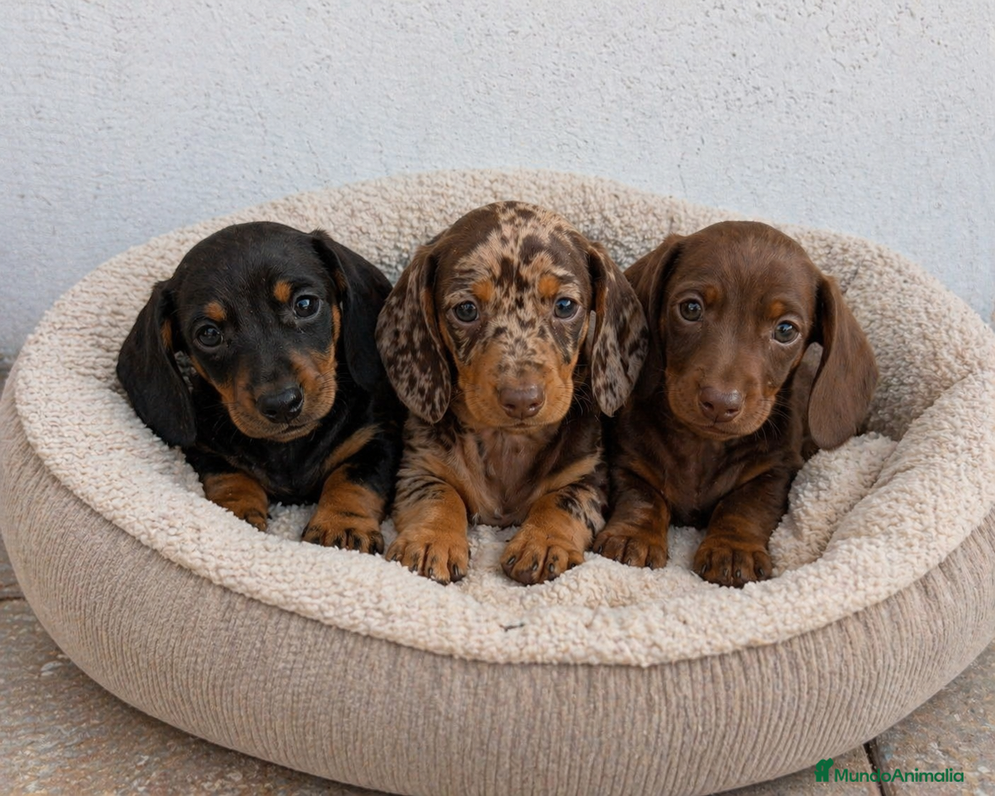 Teckel Miniatura perros Teckel disponibles – distintos colores ✨ - Anuncio 3