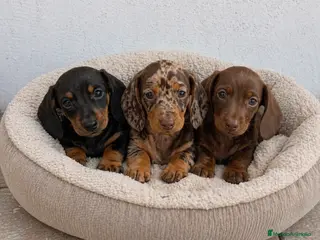 Teckel Miniatura perros Teckel disponibles – distintos colores ✨ - Anuncio 3