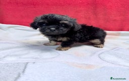 Shihpoo perros en venta: Machito de ShihPoo  - Imagen 3