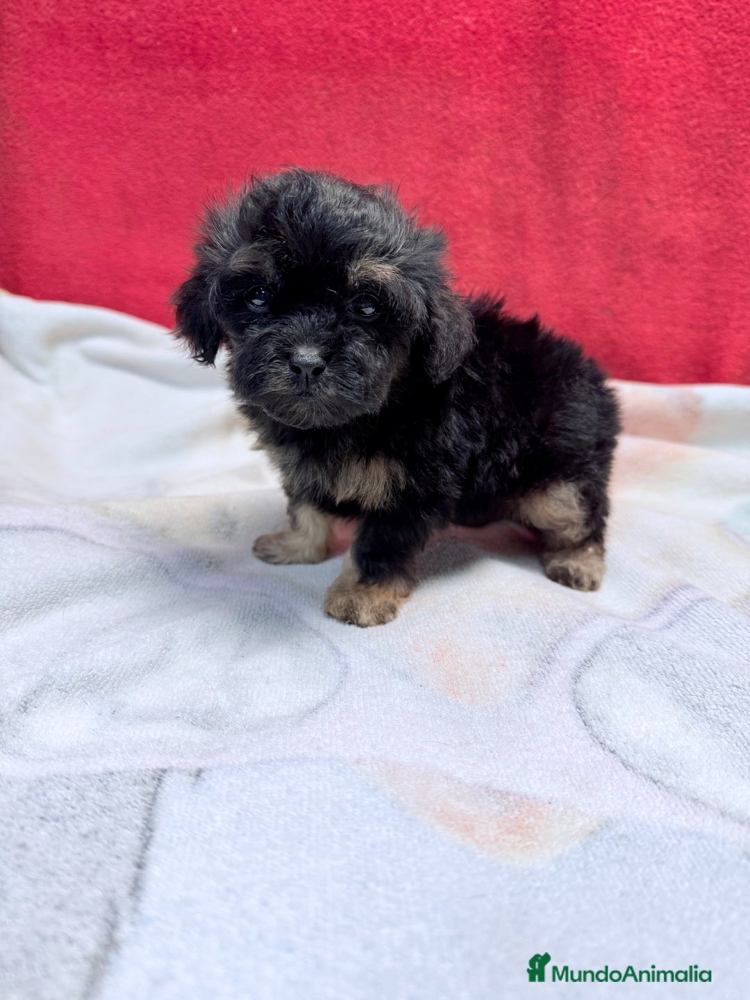 Shihpoo perros en venta: Machito de ShihPoo  - Imagen 3