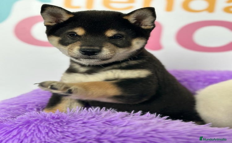 Shiba Inu perros en venta - Propaganda 4
