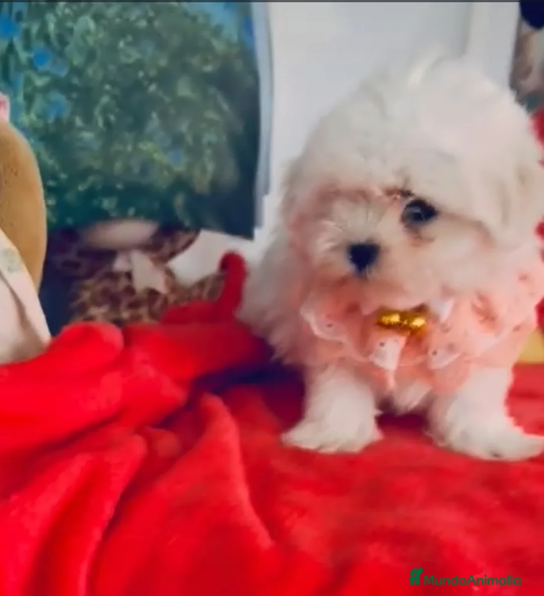 Bichón Maltés perros en venta: Ni hon maltés miniatura  - Anuncio 4