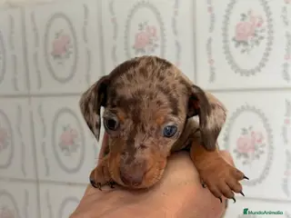 Teckel Miniatura perros TECKEL MINIATURA - Anuncio 1