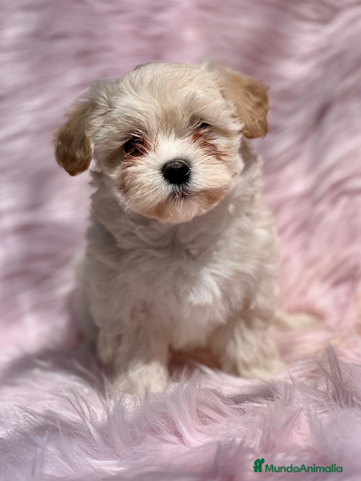 Maltipoo perros MALTIPOO TOY DISPONIBLES en Barcelona - Anuncio 2