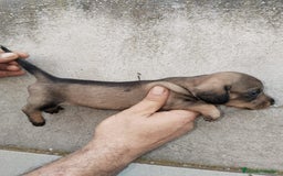 Teckel perros en venta: Teckel pelo duro  - Imagen 1