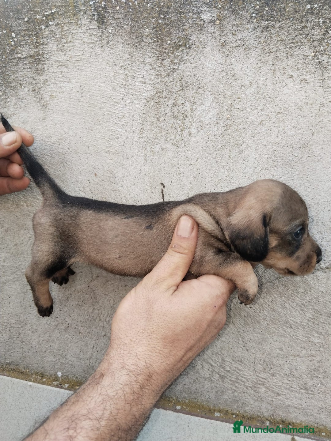 Teckel perros en venta: Teckel pelo duro  - Imagen 1