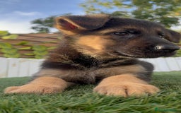 Pastor Alemán perros en venta: PASTOR ALEMAN HEMBRA - Imagen 7