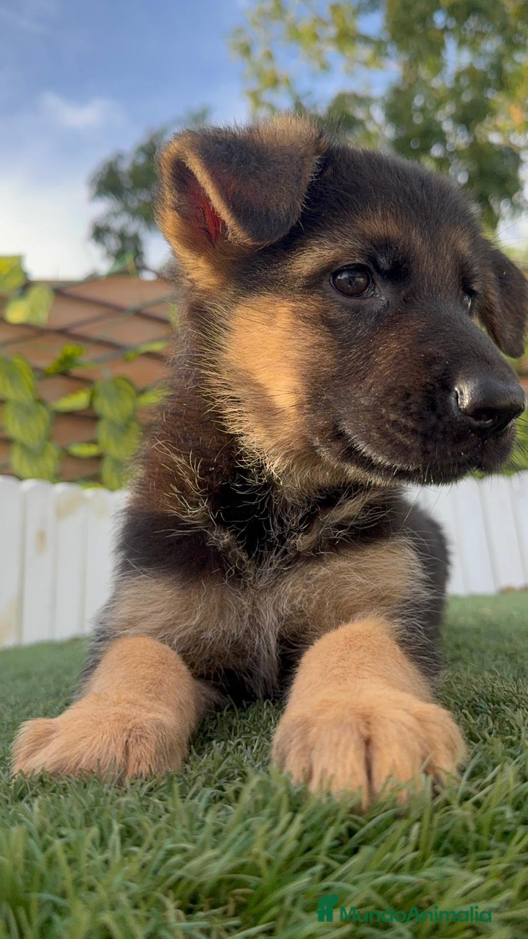 Pastor Alemán perros en venta: PASTOR ALEMAN HEMBRA - Imagen 7