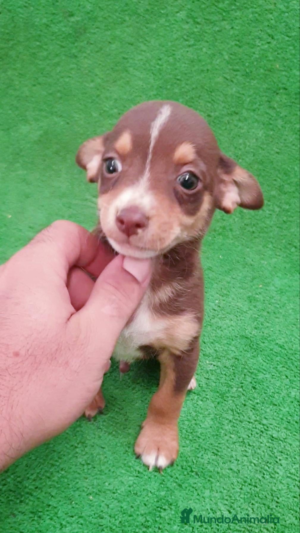 Raza Mixta perros Mix Chihuahua -Pincher - Anuncio 25