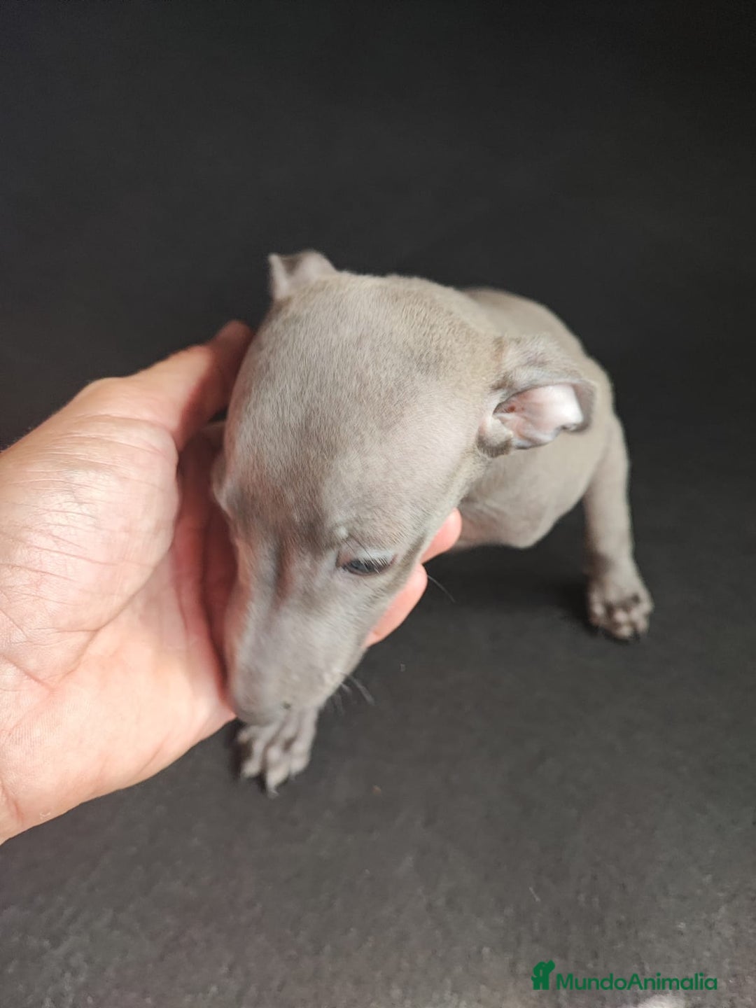 Pequeño Lebrel Italiano perros en venta: Galgo italiano (machos) - Imagen 3