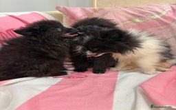 Pomerania perros en venta: POMERANIA MICRO TOY - Imagen 6