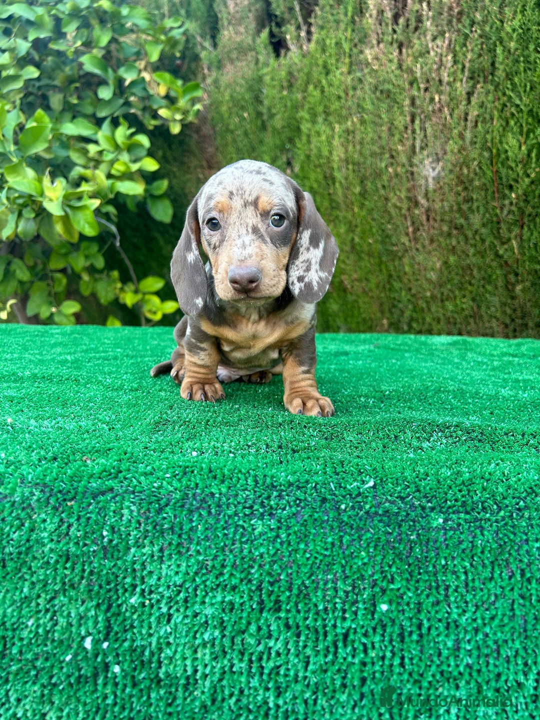 Teckel Miniatura perros en venta: teckel arlequin chocolate  - Imagen 1