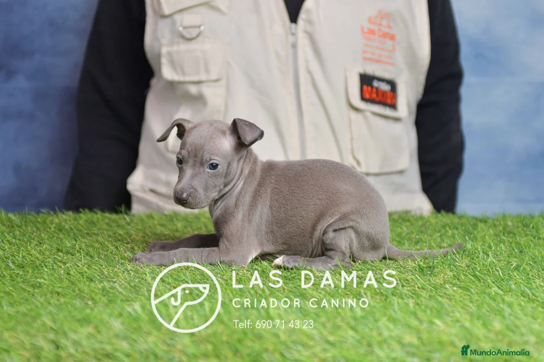 Pequeño Lebrel Italiano perros en venta: Piccolo lebrel italiano - Anuncio 6