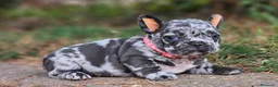 Bulldog Francés perros en venta: Bulldog francés  - Anuncio 3