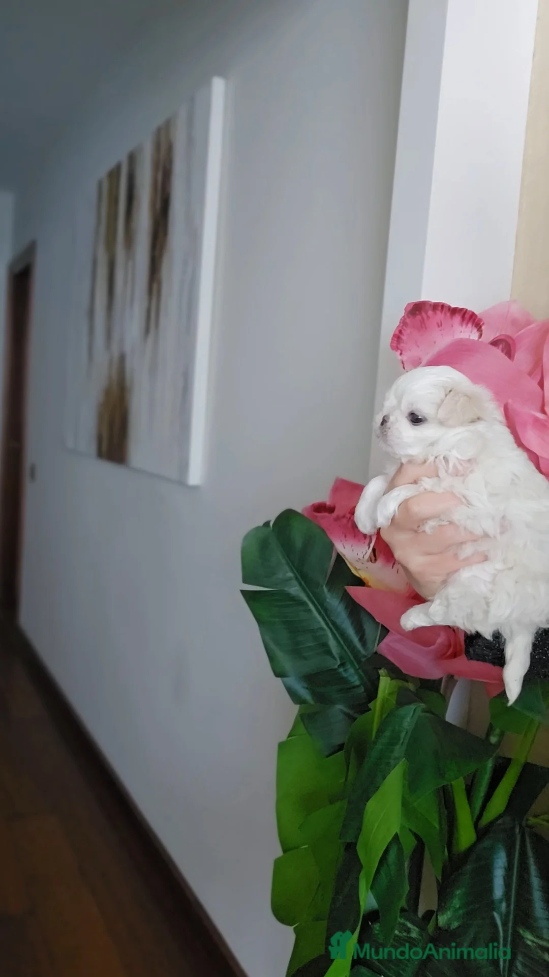 Bichón Maltés perros en venta: Cachorro Maltés Macho en Venta  - Anuncio 1