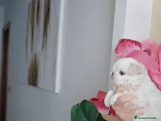 Bichón Maltés perros Cachorro Maltés Macho en Venta - Anuncio 22