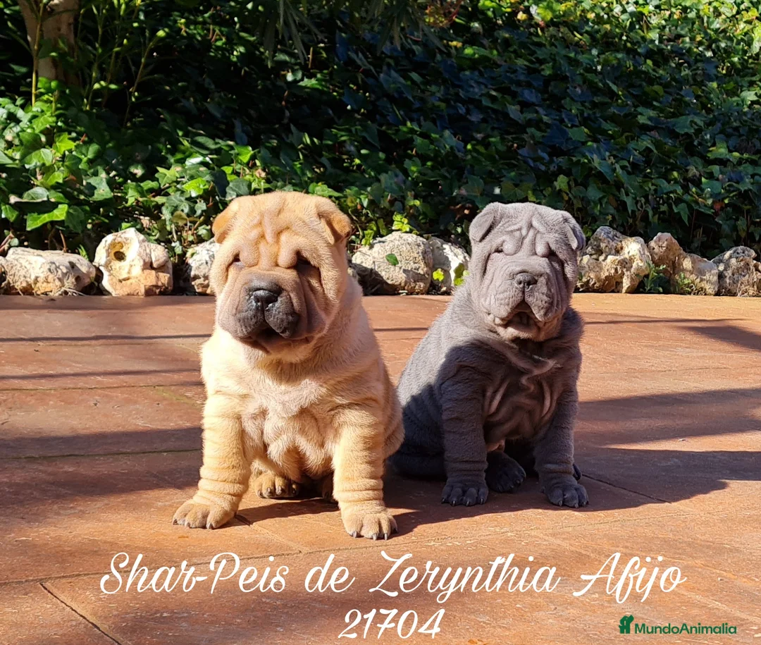 Imagen de galería {{count}}