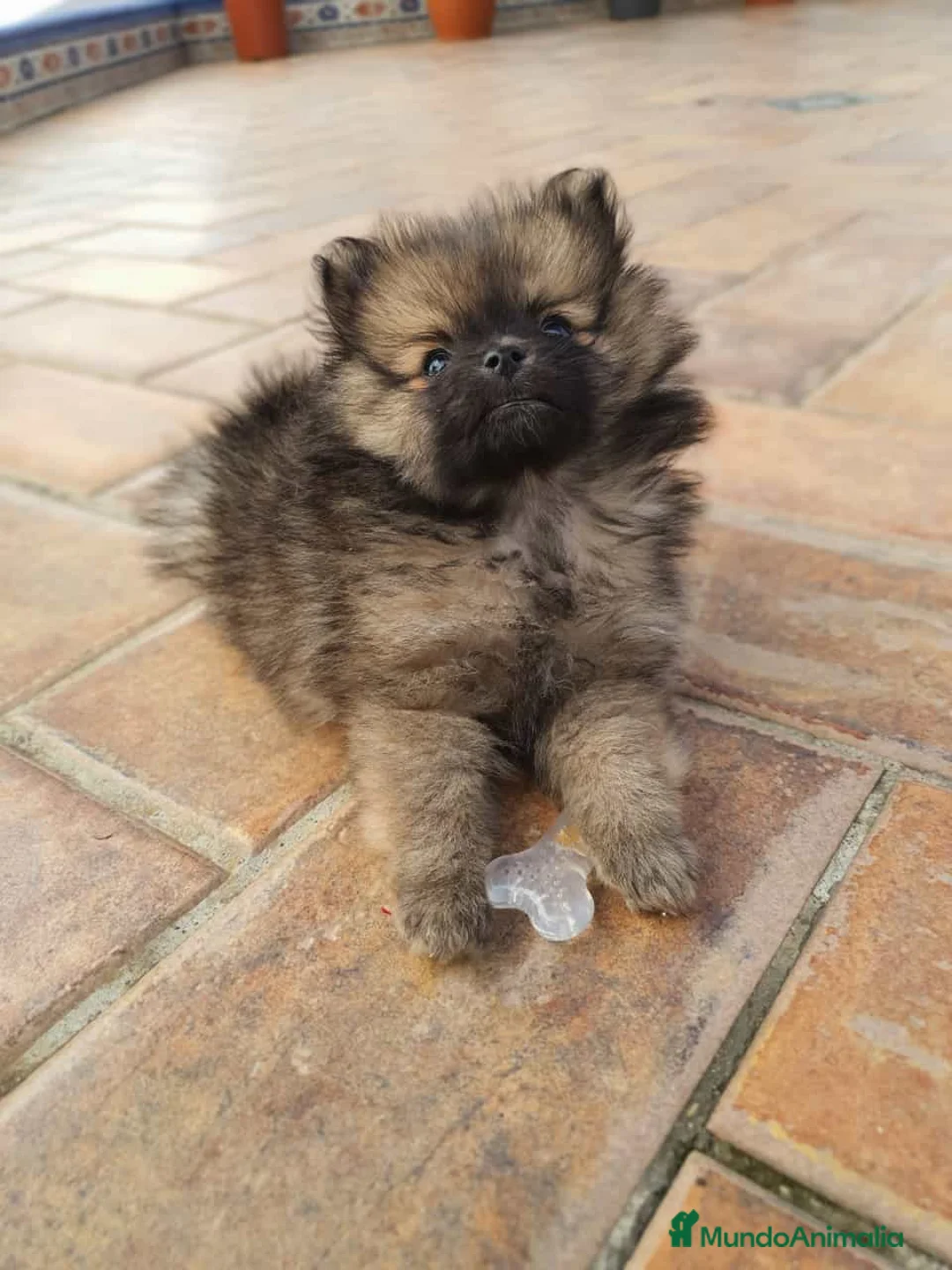 Pomerania perros en venta: Pomerania de Lulú en Badajoz - Anuncio 3