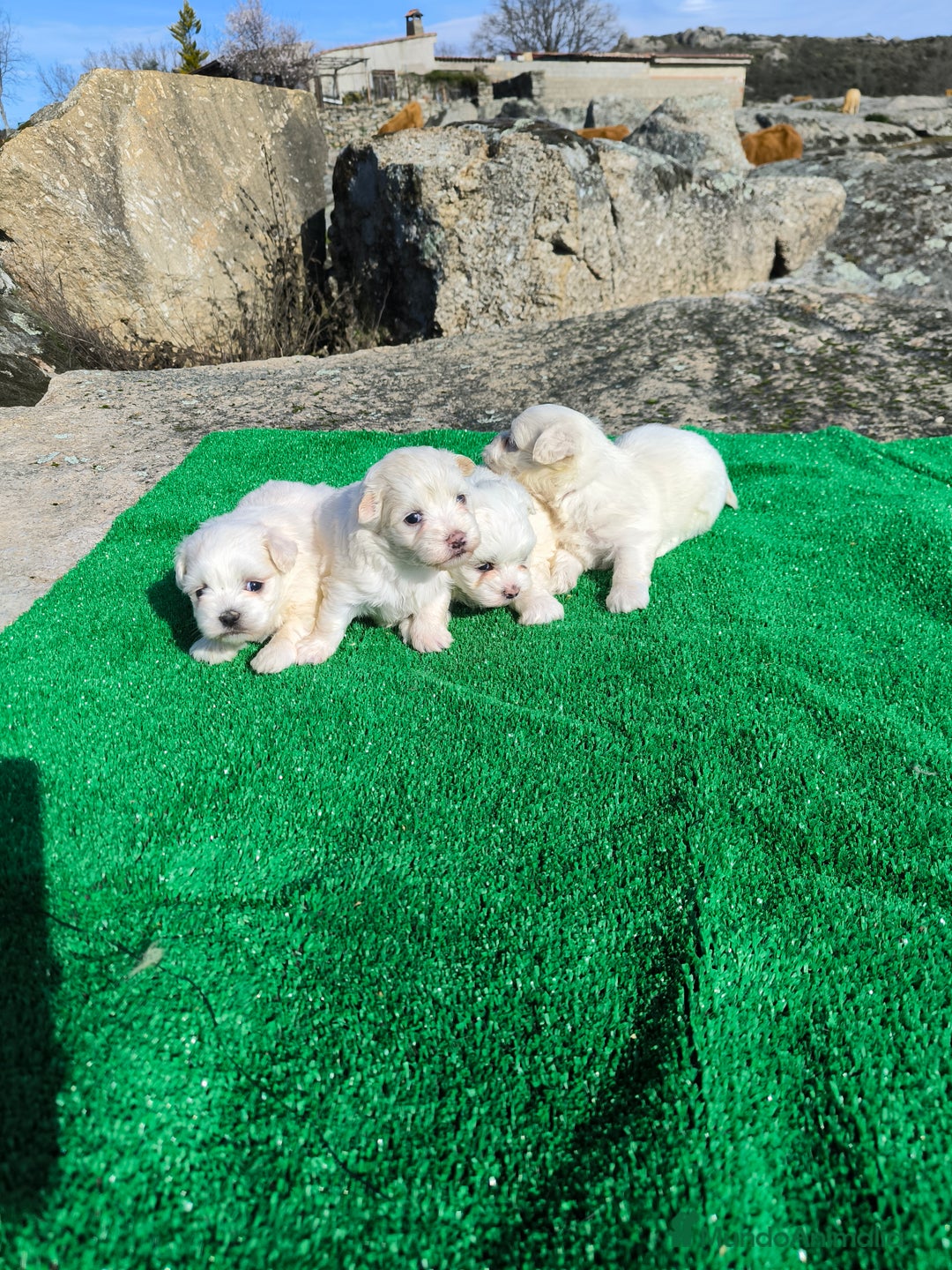 Bichón Maltés perros en venta: Camada de bichón maltes en Salamanca - Imagen 1