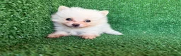 Pomerania perros en venta: pomerania - Anuncio 5