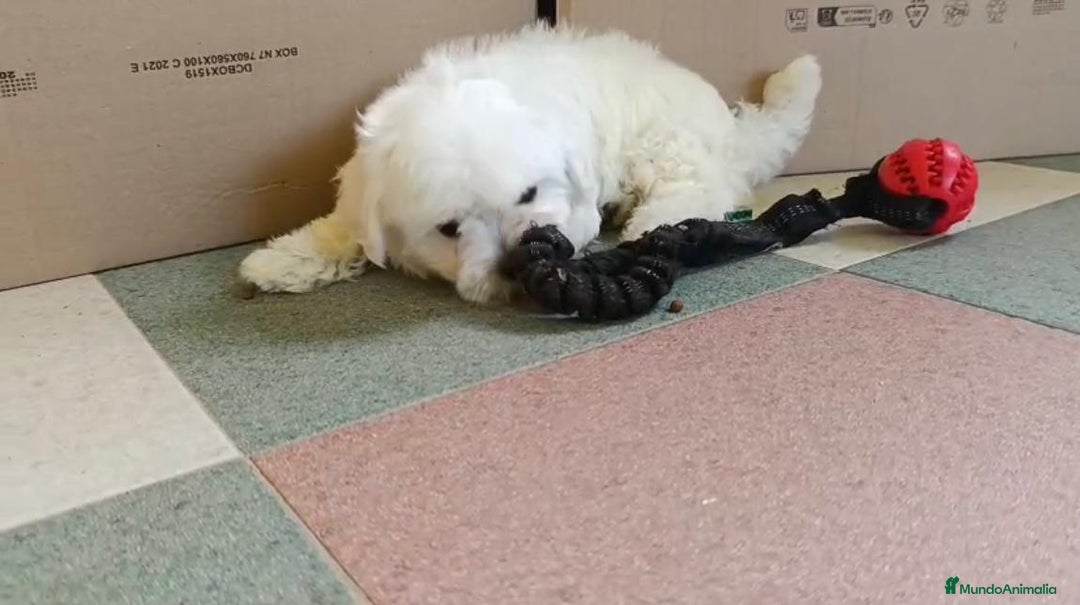 Bichón Maltés perros en venta: Bichon maltés toy  - Imagen 4