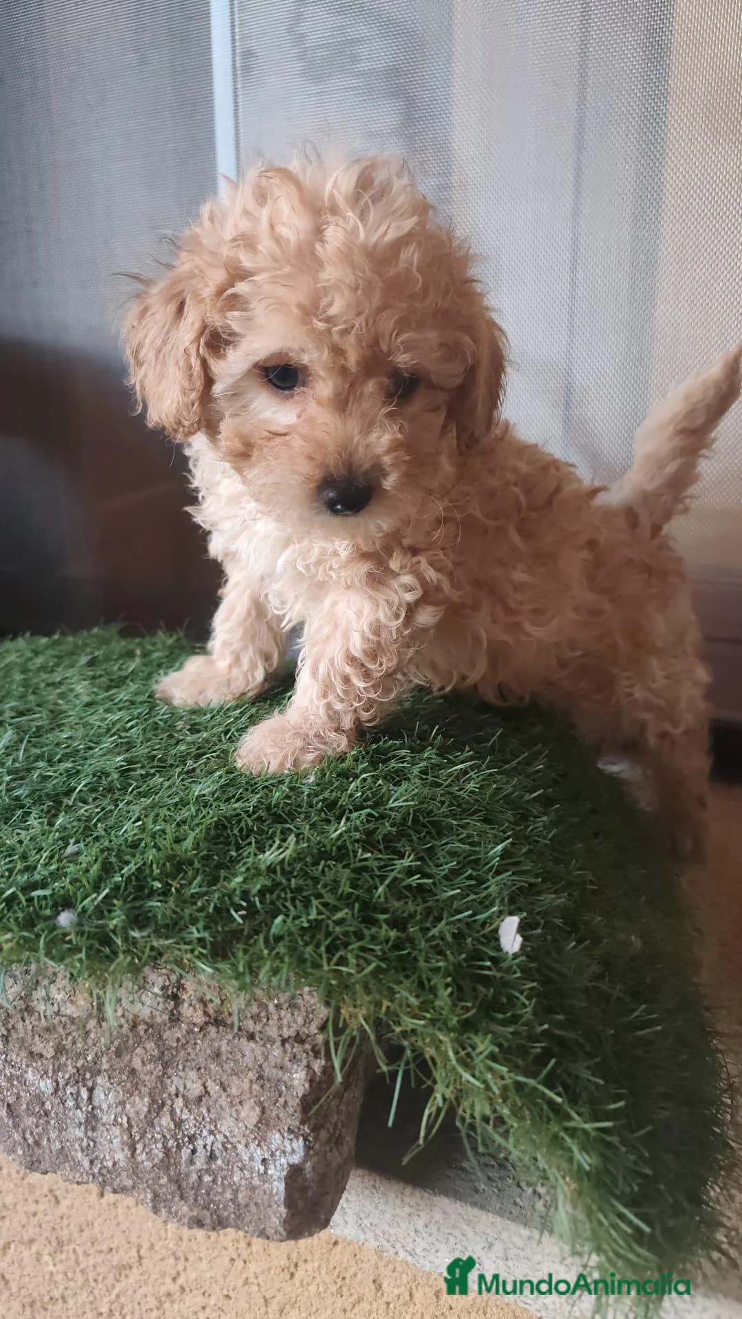 Caniche Toy perros en venta: Ultimo machito toy en Navarra - Anuncio 2