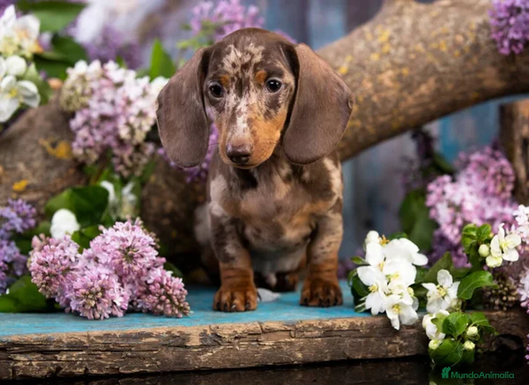 Teckel Miniatura perros en venta: TECKEL ARLEQUINES Y LISOS  - Imagen 6