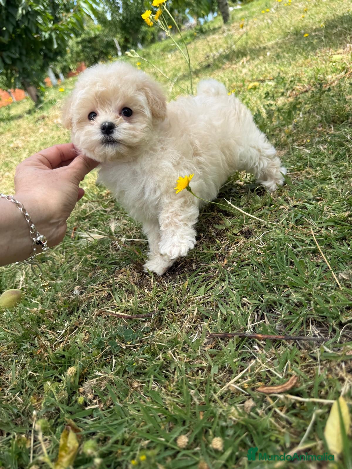 Maltipoo perros Maltipoo Macho !!! - Anuncio 1