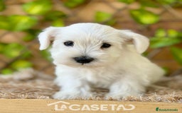 Schnauzer Miniatura perros en venta: Camada de Dalila - Imagen 7
