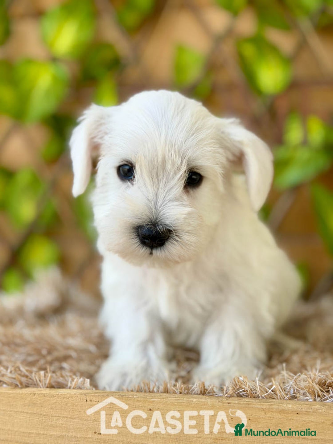 Schnauzer Miniatura perros en venta: Camada de Dalila - Imagen 7