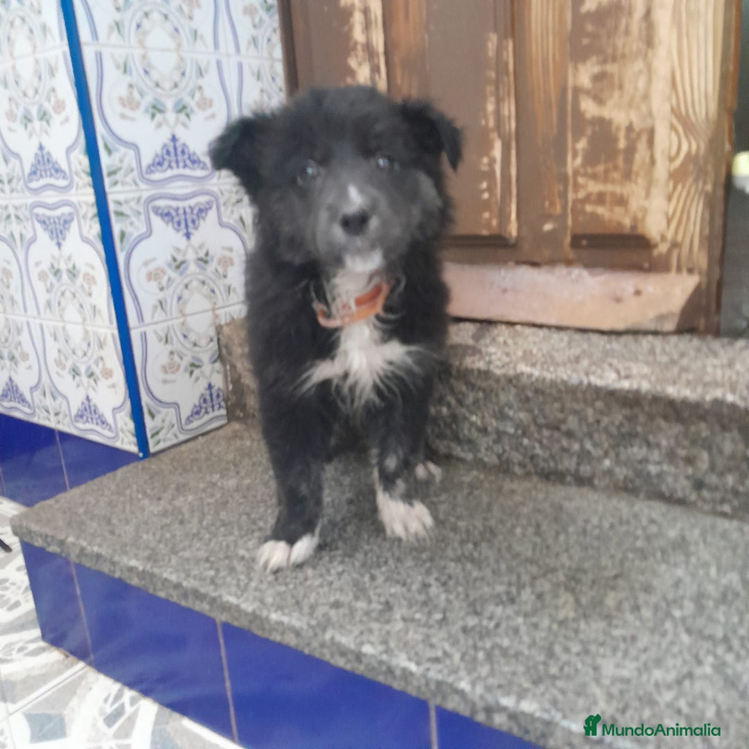 Border Collie perros en venta: BORDER COLLIE - Anuncio 2
