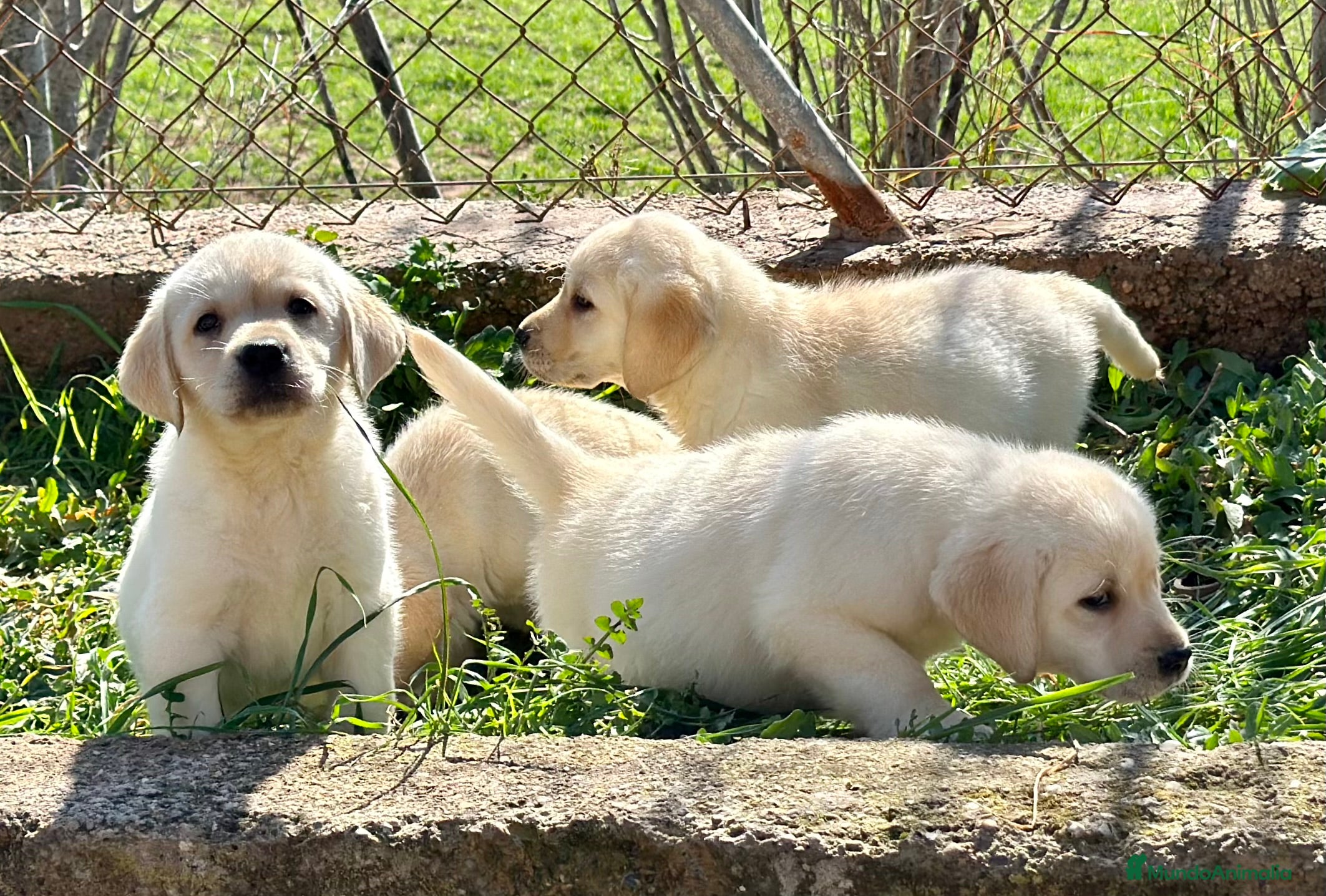 Labrador Retriever perros LABRADOR AMARILLO DISPONIBLES! en Barcelona - Anuncio 2