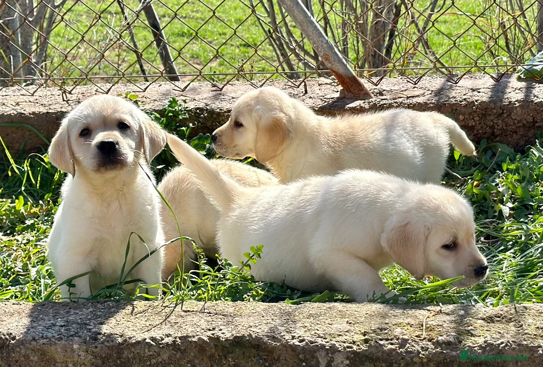 Labrador Retriever perros en venta: LABRADOR AMARILLO DISPONIBLES! en Barcelona - Anuncio 2