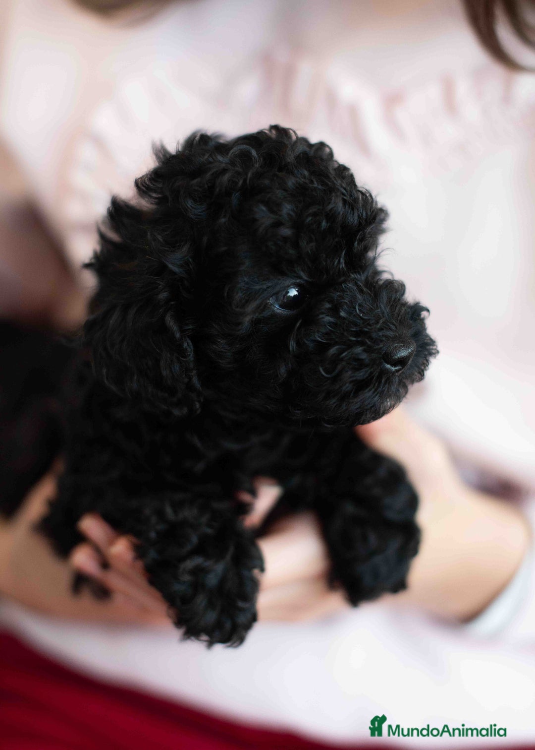 Caniche Toy perros en venta: Caniches negros - Anuncio 13