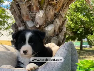 Border Collie perros VENTA DE BORDER COLLIE - Anuncio 39