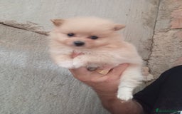 Pomerania perros en venta: POMERANIAS LULUS CALIDAD Y SELECCIÓN  - Imagen 10