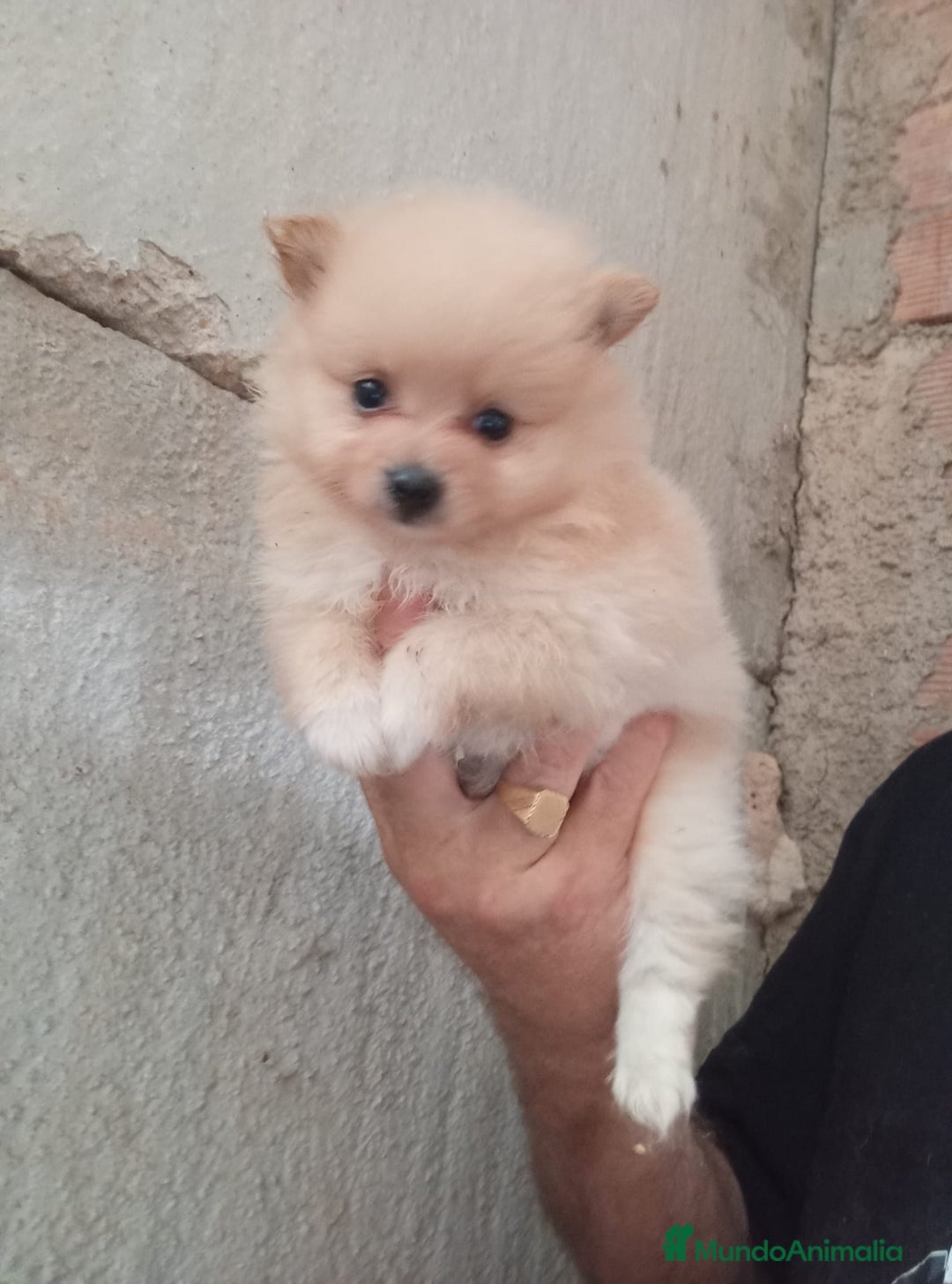 Pomerania perros en venta: POMERANIAS LULUS CALIDAD Y SELECCIÓN  - Imagen 10