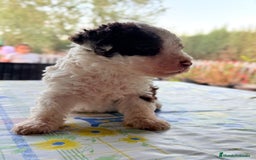 Perro de Agua Español perros en venta: PERRO DE AGUA ESPAÑOL - Imagen 2