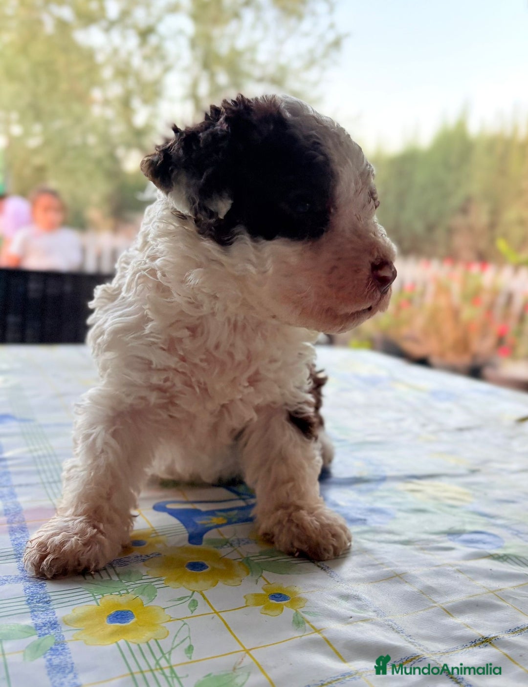Perro de Agua Español perros en venta: PERRO DE AGUA ESPAÑOL - Imagen 2