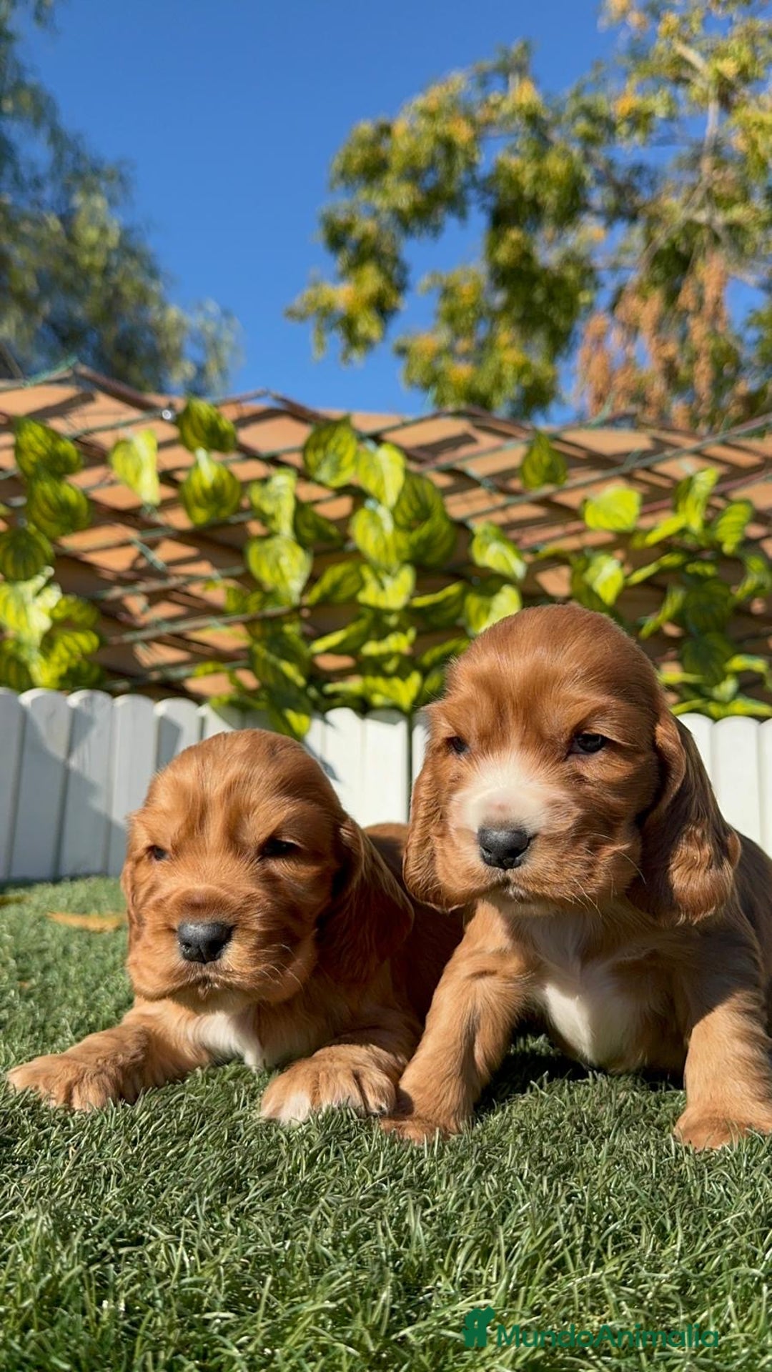Cocker Spaniel Inglés perros en venta: COCKER SPANIEL INGLES - Anuncio 25