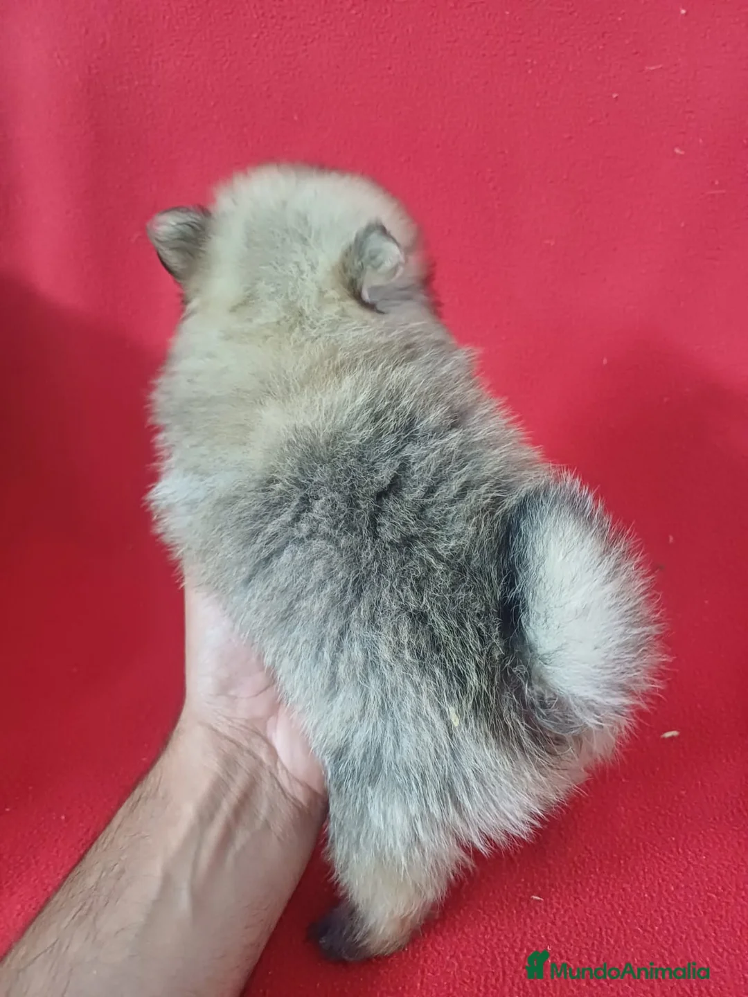 Pomerania perros en venta: Pomerania Mini Sable  - Anuncio 3