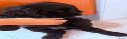 Cocker Spaniel Inglés perros en venta: Cocker spanish ingles Hembra Negra Preciosa  - Anuncio 4