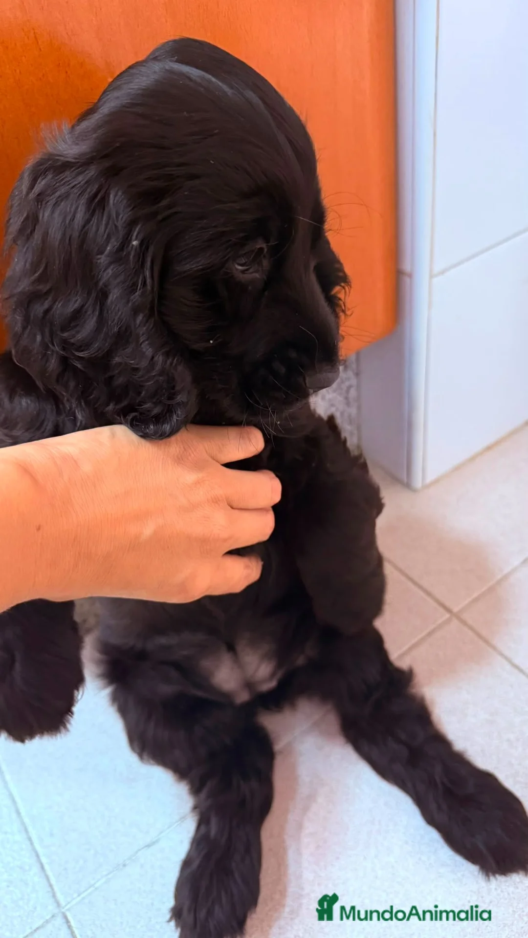 Cocker Spaniel Inglés perros en venta: Cocker spanish ingles Hembra Negra Preciosa  - Anuncio 4