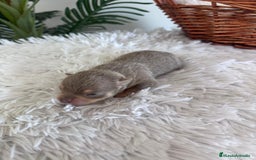 Chihuahua perros en venta: CHIHUAHUA LILAC AND TAN MACHO - Imagen 5
